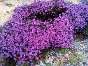 Астра кустарниковая Starlight 11