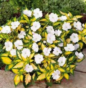 ��������� ����������� �� Sunpatiens Spreading White 81