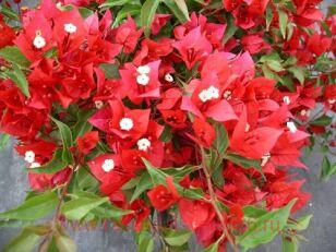 Бугенвиллия summer red 50
