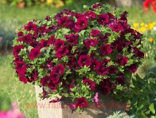 Петуния Surfinia Burgundy 109