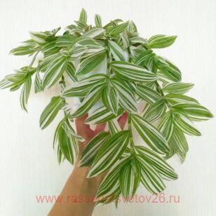 Традесканция Quiсk silvеr ( быстрое серебро) 13