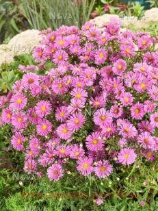 Астра кустарниковая Peter Harrison 8