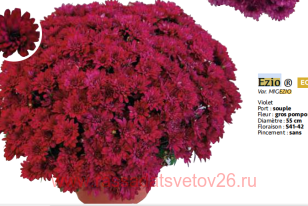 ���������� Ezio 2