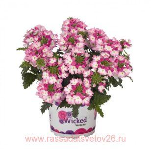 Вербена Wicked Dark Pink Confetti Garden 8