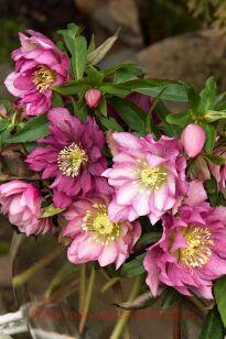 Морозник Double Light Rose 13