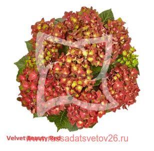 Гортензия крупнолистная Velvet Beaty Red 35