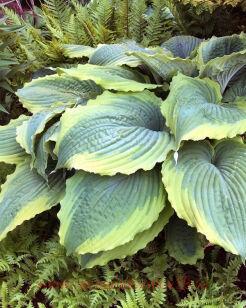 Хоста Spartacus 72