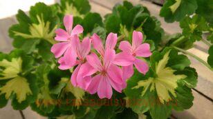 Пеларгония пестролистная Happy Thought Pink 10
