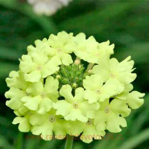 Вербена Vanessa Compact Lime 31