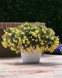 Бегония Beauvilia® YELLOW 73
