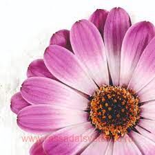 Остеоспермум DALINA COMPACT Rose White 73