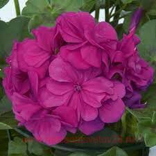 Пеларгония плющелистная Royal® Blue kleblue 68