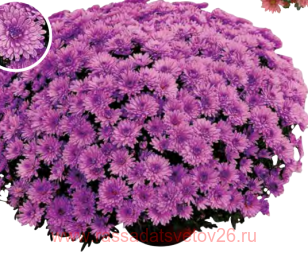 ���������� Lazulia 5