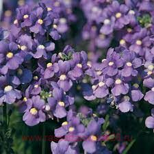 Немезия Karoo Blue 6
