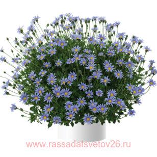 ФЕЛИЦИЯ FELICITY BLUE