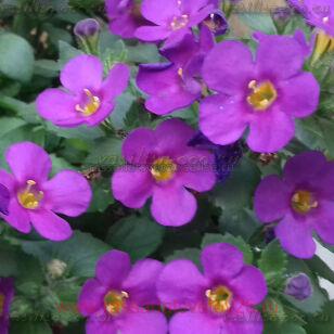 Бакопа Gulliver Violet 8