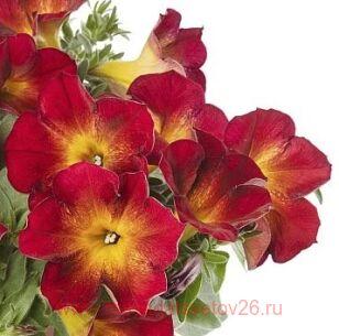 Петуния Fun House Ruby Glow