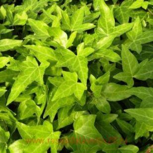 Плющ обыкновенный Shamrock 16