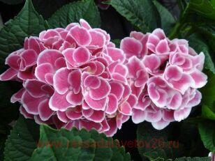 Гортензия крупнолистная Tivoli Pink 143
