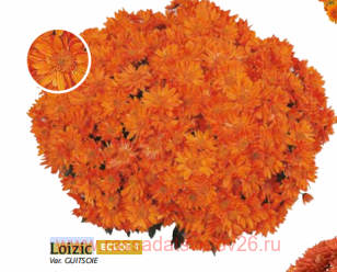 ���������� Loizic 6