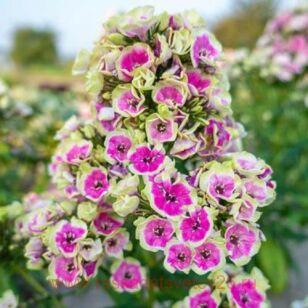 Флокс метельчатый Orchid Yellow 67