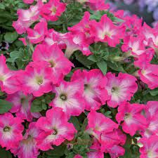Петуния Fanfare Rose Morn 76