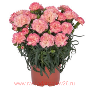 Гвоздика MENORCA Floriane 76