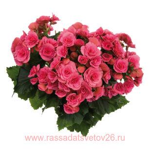 Бегония элатиор BARKOS-COLLECTION BERSEBA Pink 41