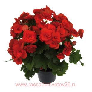 Бегония элатиор BARKOS-COLLECTION Barkos 16