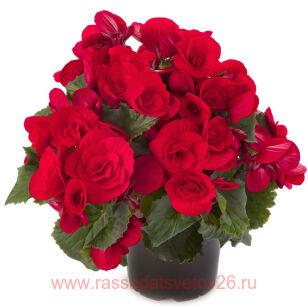Бегония элатиор BARKOS-COLLECTION BALADIN 50