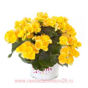 Бегония ILONA COLLECTION Nadine 66
