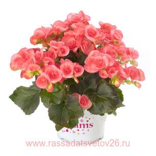 Бегония ILONA COLLECTION Sandrine 9