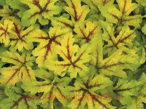 Гейхера Голд Страйк (Gold strike) 78