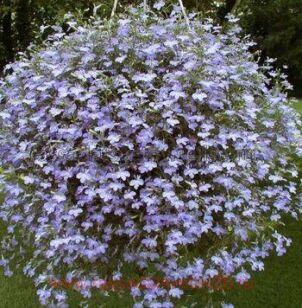 Лобелия Hot Water Blue 2