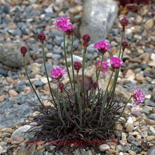 Армерия приморская Vesuvius 7