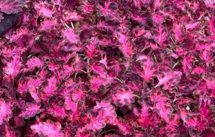 Колеус Tickled Pink 22