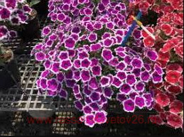 ������� Cascadias RIMarkable 75