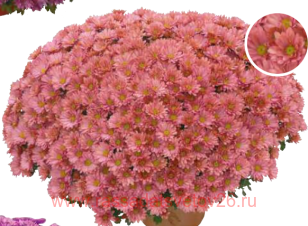 ���������� Majik 7