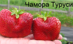Клубника Чамора Таруси 2