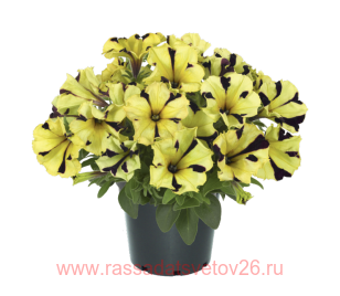 Петуния GO!Tunia® Tiger Stripe 93