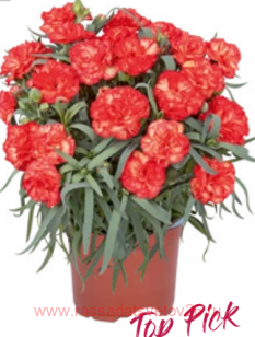 Гвоздика ORIENTAL Avenir 78