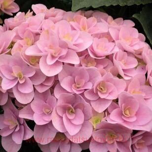 Гортензия крупнолистная Florentina Pink 102