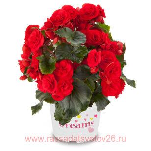Бегония SOLENIA Red Orange 68