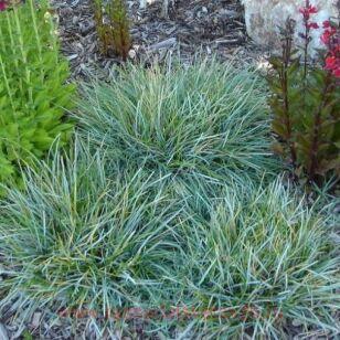 Сеслерия голубая 20