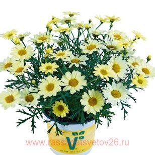 Аргирантемум Aramis Lemon