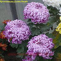 Хризантема горшечная Cosmo Purple 79