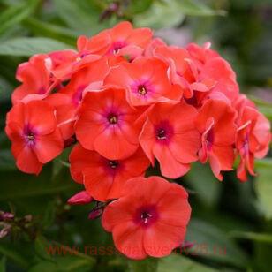 Флокс метельчатый Orange Perfection 85
