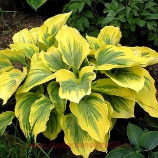 Хоста Ivory Coast 128