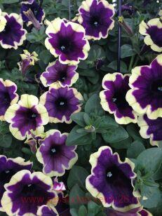 Петуния Famous Dark Purple Picotee 176