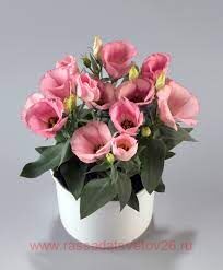  grandiflorum Carmen Rose 11